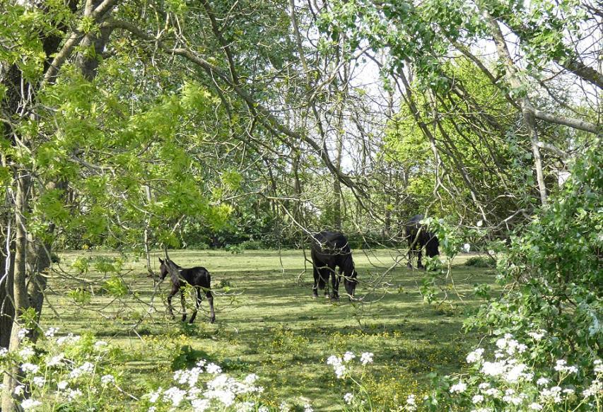 Ferwerd De Fryske Wyn Bed & Breakfast エクステリア 写真
